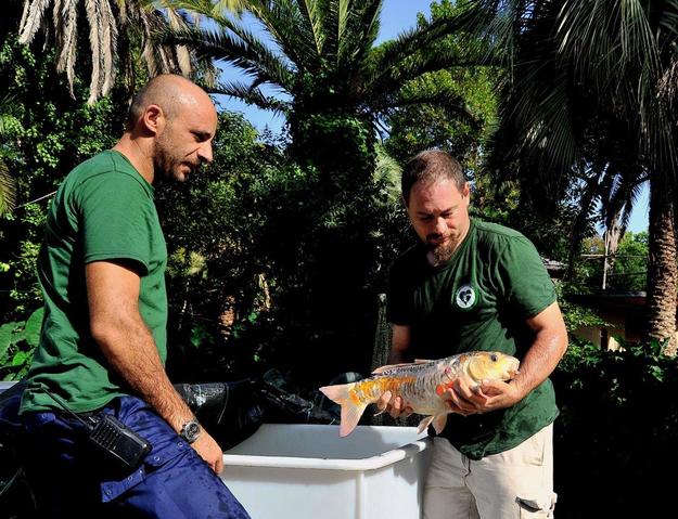 Un momento del salvataggio (© Archivio Bioparco – Massimiliano Di Giovanni)
