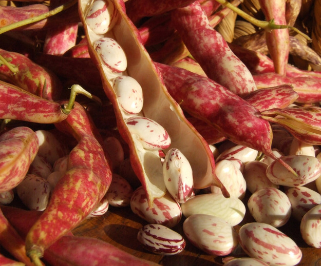 Il fagiolo carne
