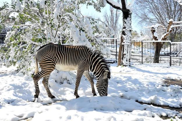 FOTO: Archivio Bioparco - Massimiliano Di Giovanni