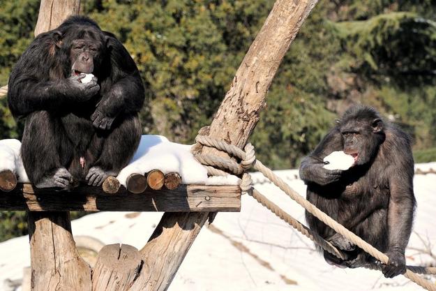 FOTO: Archivio Bioparco - Massimiliano Di Giovanni