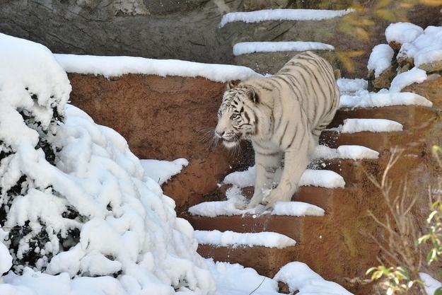 FOTO: Archivio Bioparco - Massimiliano Di Giovanni