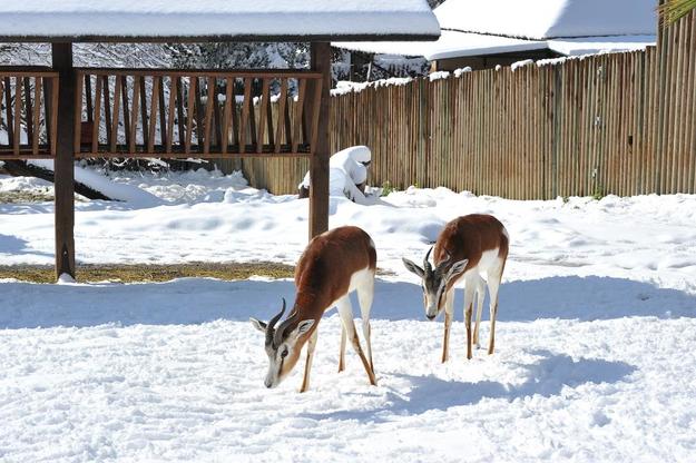 FOTO: Archivio Bioparco - Massimiliano Di Giovanni