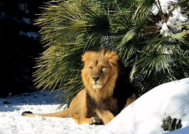 FOTO: Archivio Bioparco - Massimiliano Di Giovanni