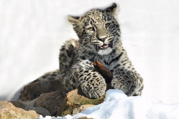 FOTO: Archivio Bioparco - Massimiliano Di Giovanni