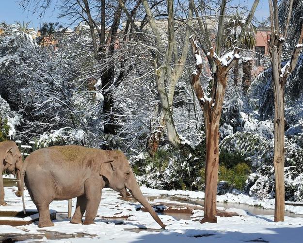 FOTO: Archivio Bioparco - Massimiliano Di Giovanni