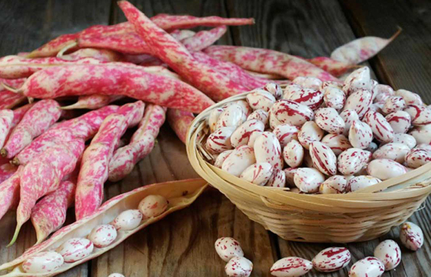 Fagioli Regina