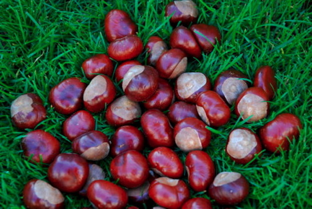 Castagna del Cicolano